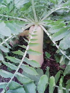 f0131535_11292474.jpg