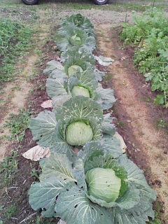 f0131535_11302950.jpg