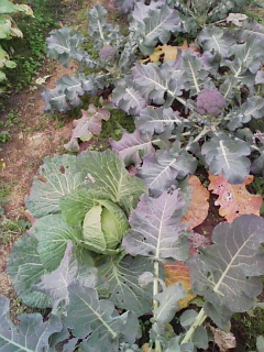 f0131535_113276.jpg