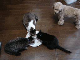 c0136736_19503127.gif