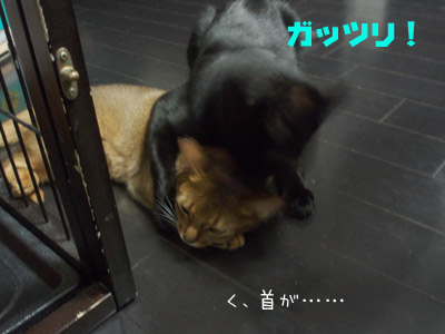 c0132438_2373729.jpg