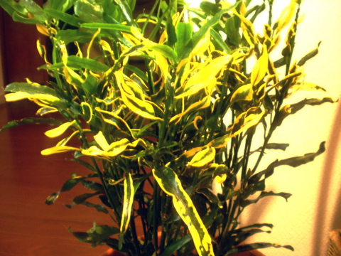 c0153444_9131023.jpg