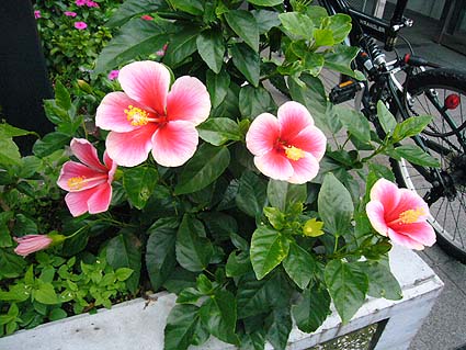 d0147156_10165480.jpg