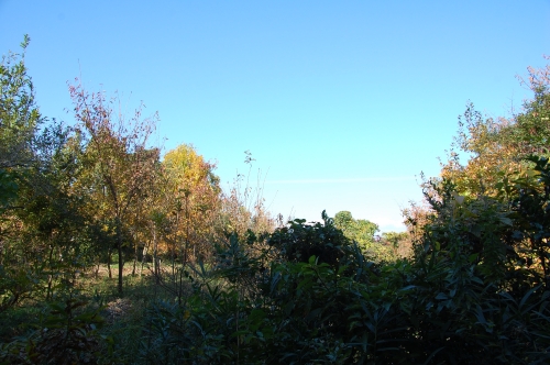 c0108460_1739437.jpg