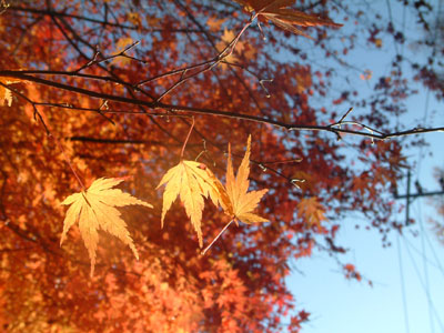 c0050264_12483387.jpg