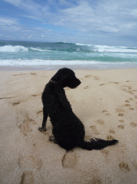 f0186671_14384866.gif