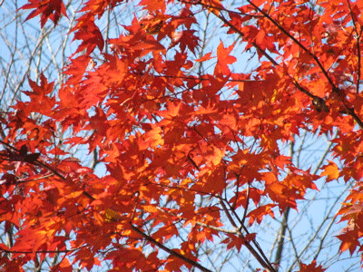 d0050472_15501357.gif