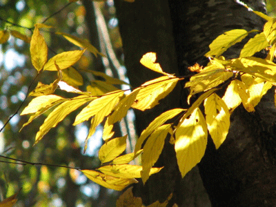d0050472_15502975.gif