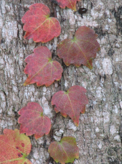 d0050472_15514022.gif