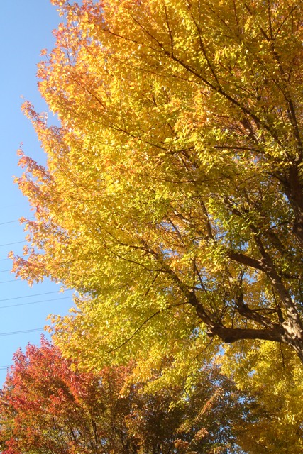 c0135480_144773.jpg