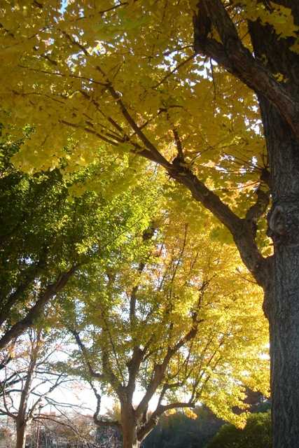 c0135480_164863.jpg