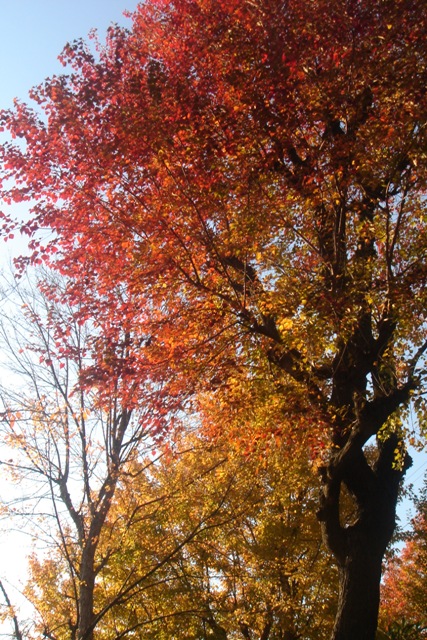 c0135480_16959.jpg