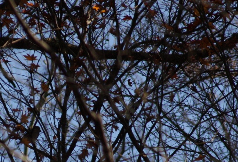 d0133693_1244847.jpg