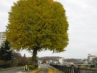 e0122199_15161965.jpg