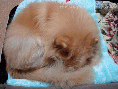 b0075318_1652245.gif
