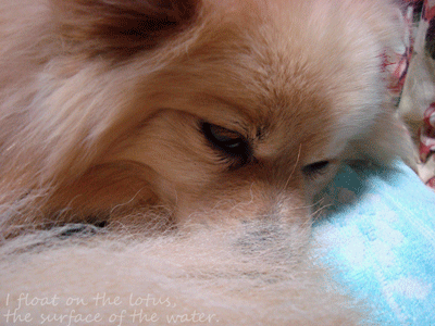 b0075318_1761716.gif