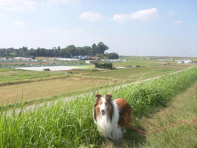 a0053420_15264833.jpg
