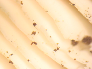 b0131724_2413438.jpg