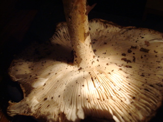 b0131724_2421792.jpg