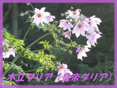 c0009528_2210508.jpg