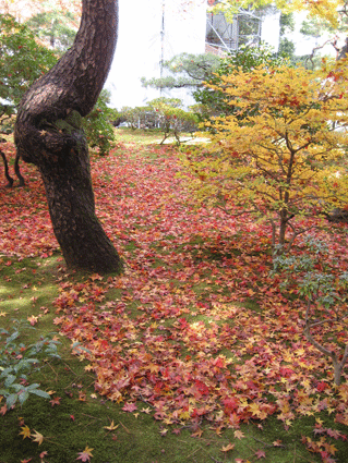 d0048332_10402214.gif