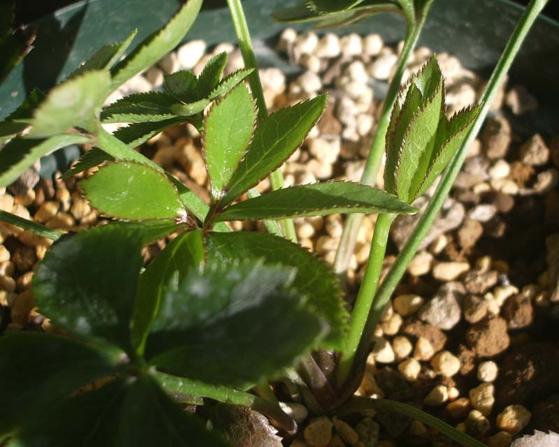e0129991_1673998.jpg