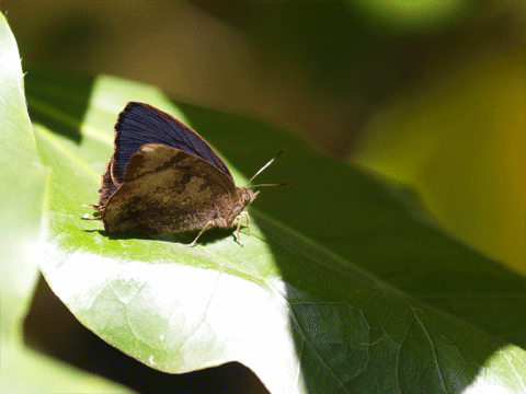 b0053192_17333730.gif