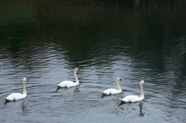 e0122193_4392779.jpg