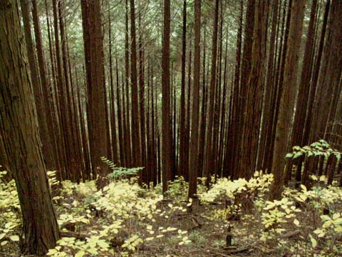 d0004301_22462644.jpg