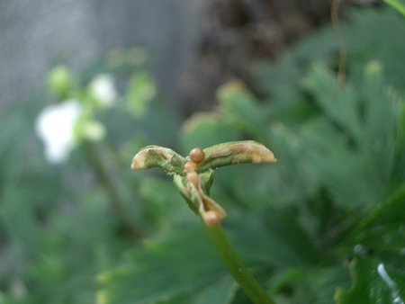 b0052108_039441.jpg