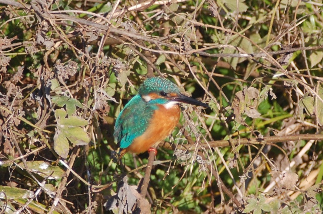 c0143411_21493924.jpg