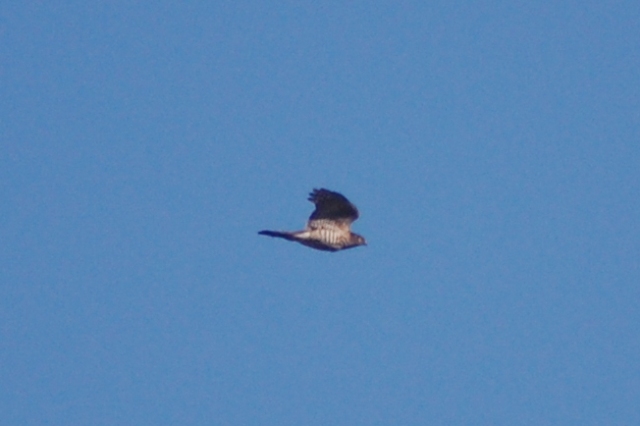 c0143411_21494999.jpg
