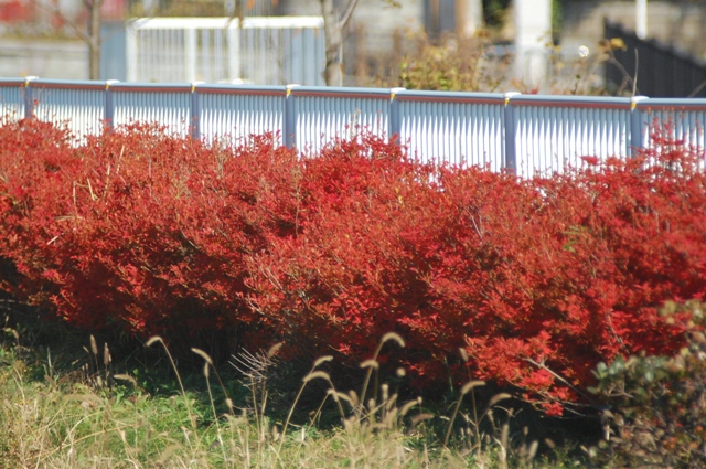 c0143411_21501796.jpg