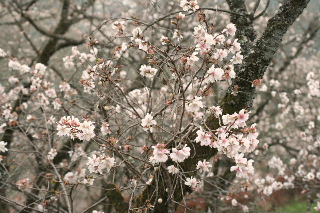 e0064133_113775.jpg