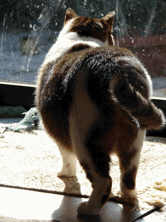 c0136736_21123389.gif