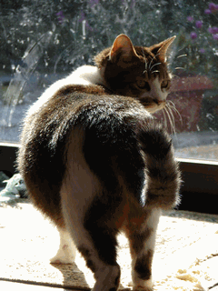 c0136736_21262047.gif