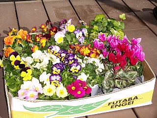 c0123149_1533667.jpg