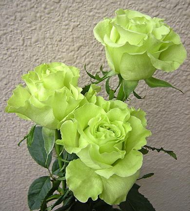 a0001354_2147023.jpg