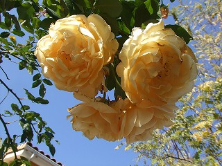 a0104162_19372312.jpg