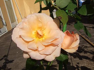 a0104162_1937831.jpg