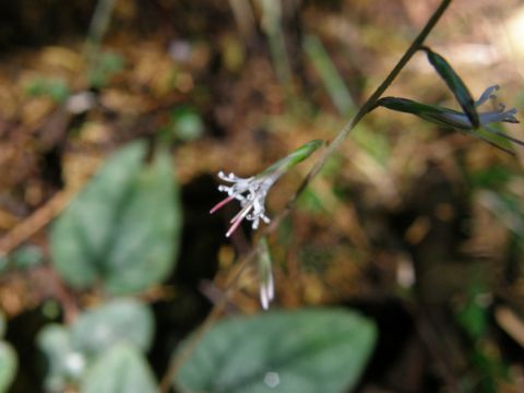c0042869_6591430.jpg