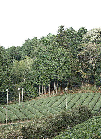 c0167576_89882.gif