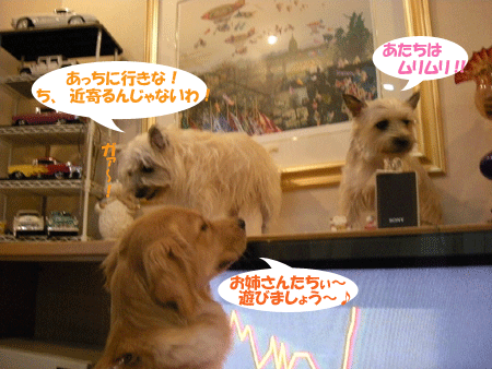 e0066883_1992835.gif