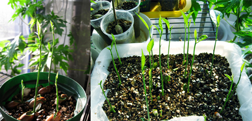 ジャックフルーツの発芽、Jackfruit germination