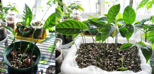 ジャックフルーツの発芽、Jackfruit germination
