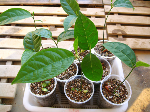 ジャックフルーツの苗、Potted jackfruit seedlings