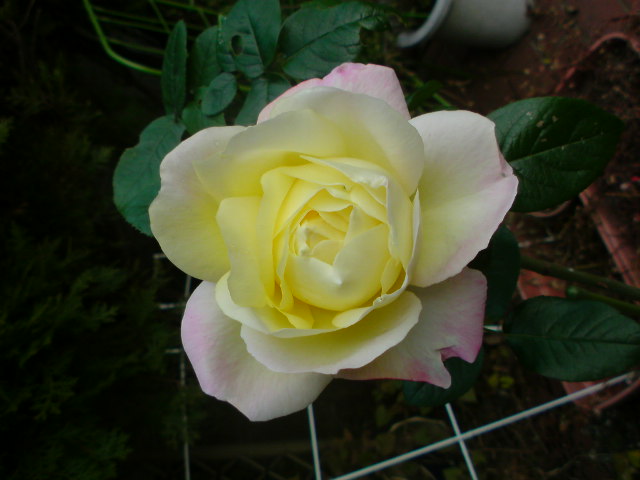 f0052603_21331492.jpg