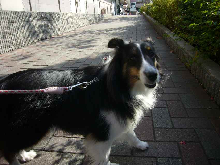 e0130008_2132239.jpg