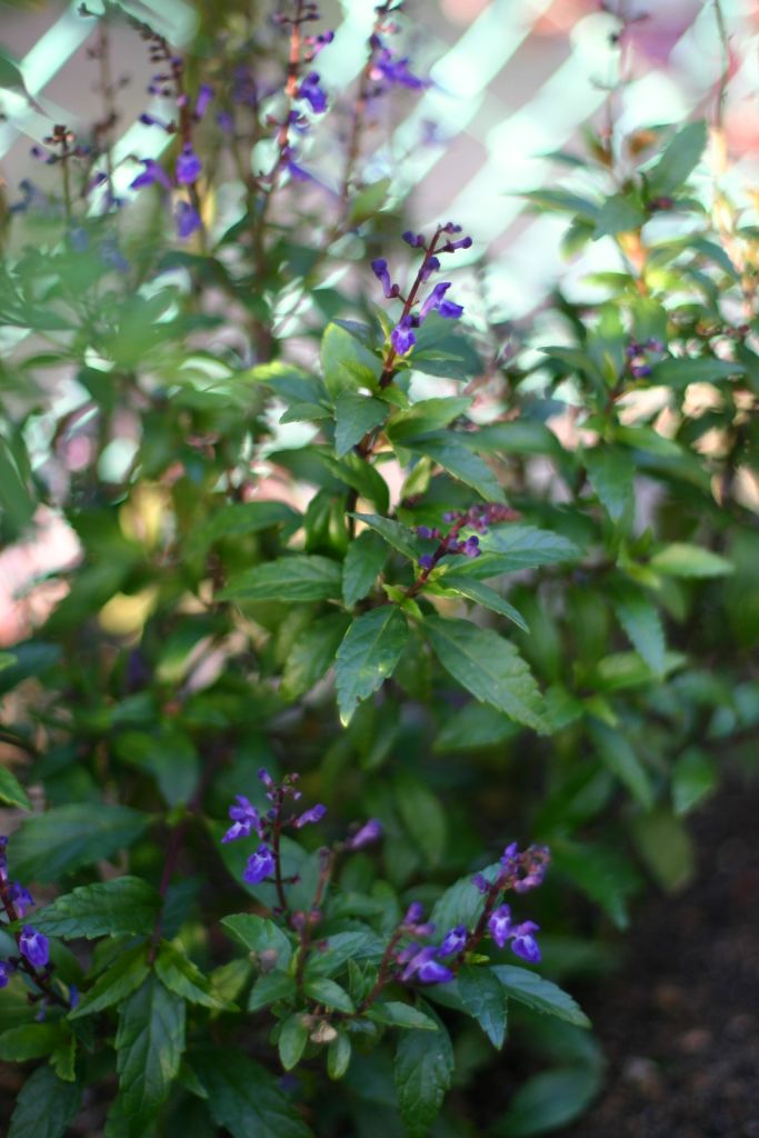 b0145314_835964.jpg