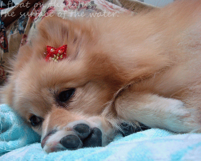 b0075318_20555829.gif